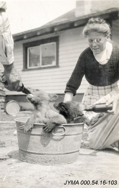 Mrs. Jack [Robina] Otto Jasper National Park feeding baby bears - Jasper Museum Archives