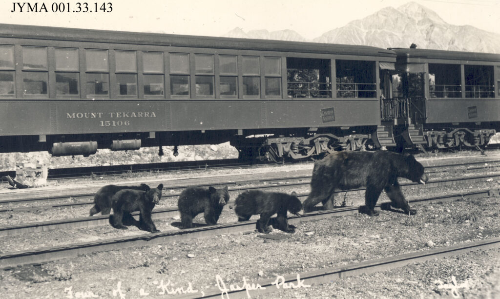 Jasper National Park Bears Mount Tekarra Train Car - Jasper Yellowhead Museum - Jasper Archives